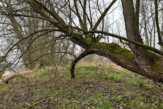 U Píšťan na Litoměřicku bude nová přírodní rezervace | foto: Lucie Heyzlová,  Český rozhlas