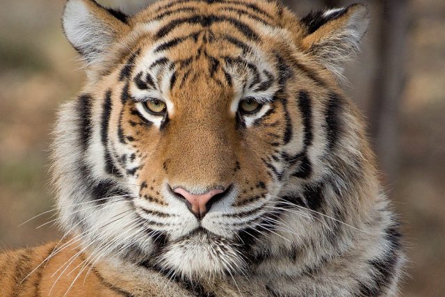 Tygr v zoo  (ilustr. obr.) | foto: Lukáš Králíček