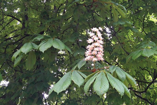 Jírovec maďal  (ilustr. foto) | foto: František Tichý,  Český rozhlas
