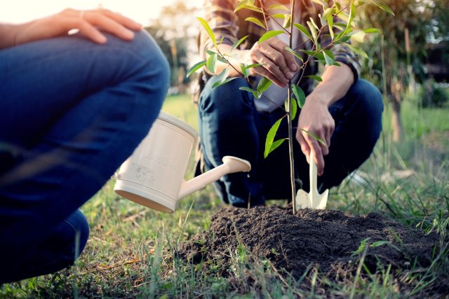 Sázení stromů ocení budoucí generace  (ilustr. obr.) | foto: Shutterstock