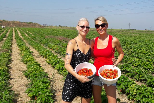 Gabriela Veselá a Michaela Jandáková při samosběru jahod | foto: Libor Želinský