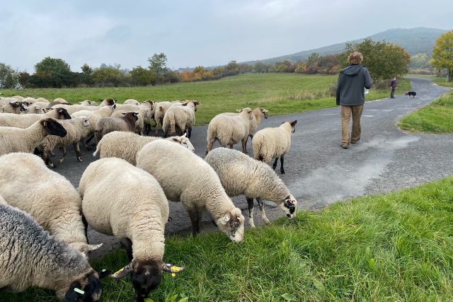 Pastevci hnali Českým středohořím stádo ovcí takzvaně &quot;po kopytě&quot; | foto: Lucie Heyzlová,  Český rozhlas