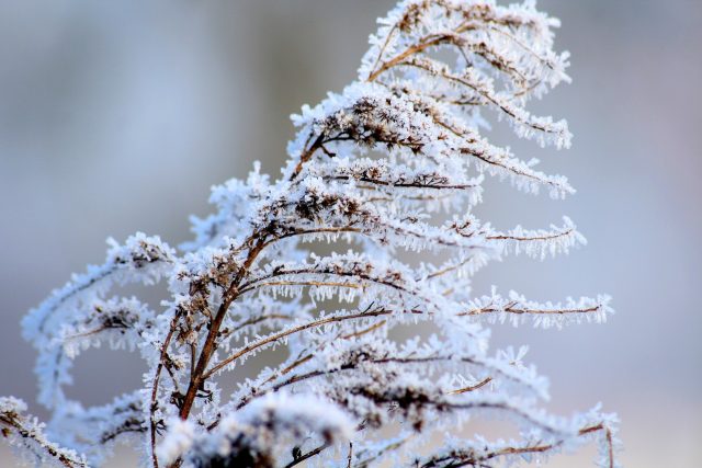 Zima | foto:  Alicja,  Pixabay,  CC0 1.0