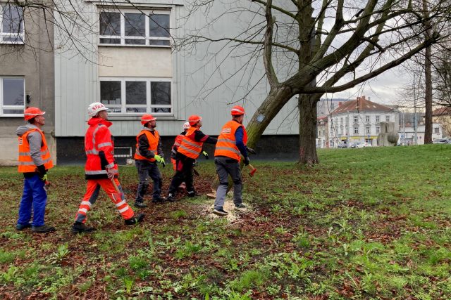 Dřevorubci v sobotu pokáceli 11 stromů na Střekovském nábřeží v Ústí | foto: Jan Beneš,  Český rozhlas