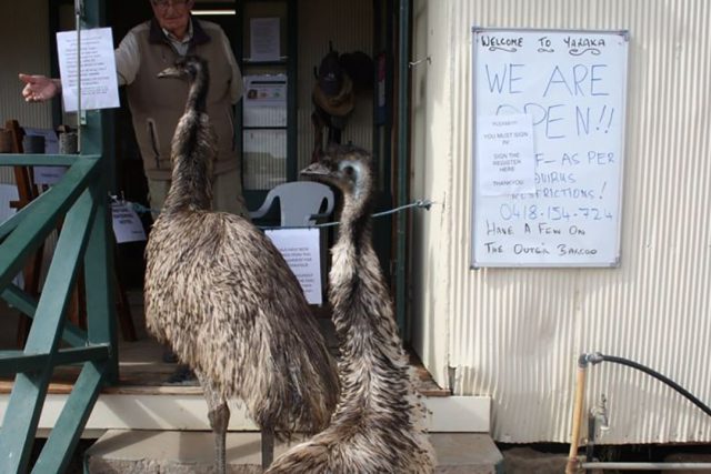 Kevin a Carol,  dva přátelští emu,  kteří se toulají po městě Yaraka v australském Queenslandu,  dostali zákaz vstupu do jediné místní hospody | foto: Chris Gimblett
