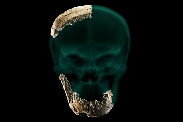 Ostatky nového druhu člověka Nešer Ramla Homo nalezené v Izraeli | foto: Profimedia