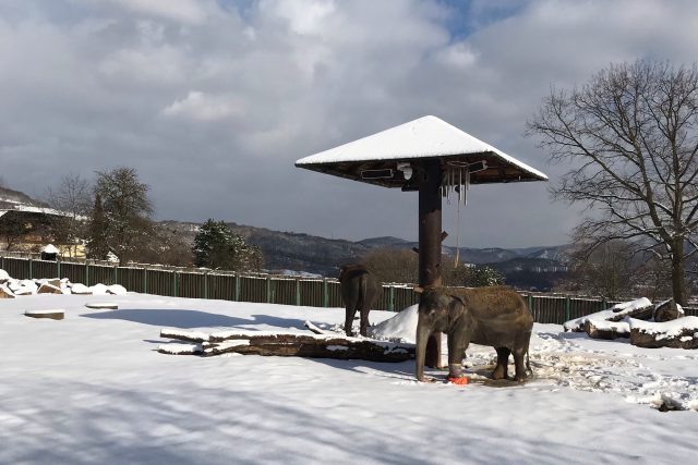 Slonice Kala a Delhi v ústecké ZOO | foto: Zoo Ústí nad Labem