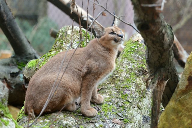 Karakal v děčínské zoo | foto: Alena Houšková,  Zoo Děčín
