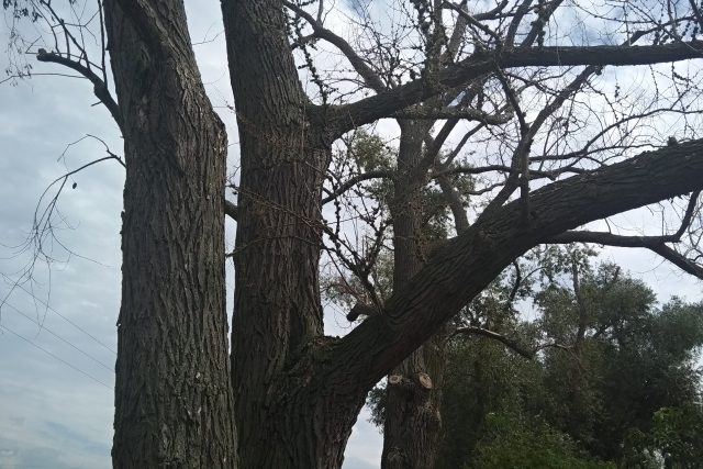 Navrtané stromy usychají | foto: Jana Vitásková,  Český rozhlas