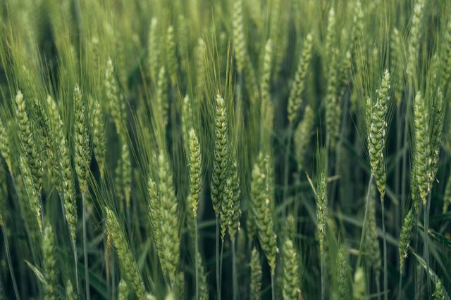 Zelená pšenice | foto: Profimedia