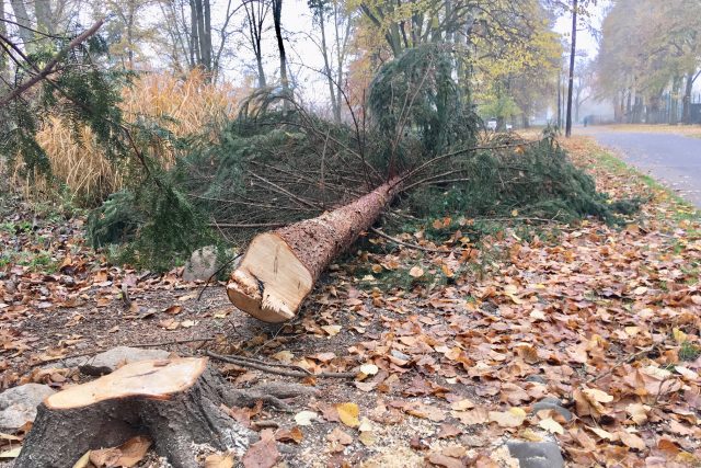 Kácení stromů v parku TGM v Lounech začalo | foto: Jan Beneš,  Český rozhlas