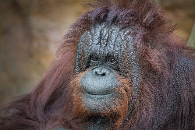 35letá orangutaní samice Ňuninka | foto: Vít Lukáš,  Zoo Ústí nad Labem