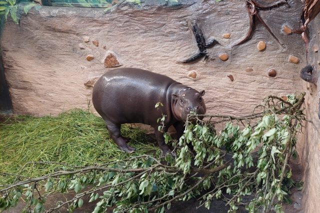 Samice hrošíka liberijského v ústecké zoo | foto: Zoo Ústí nad Labem