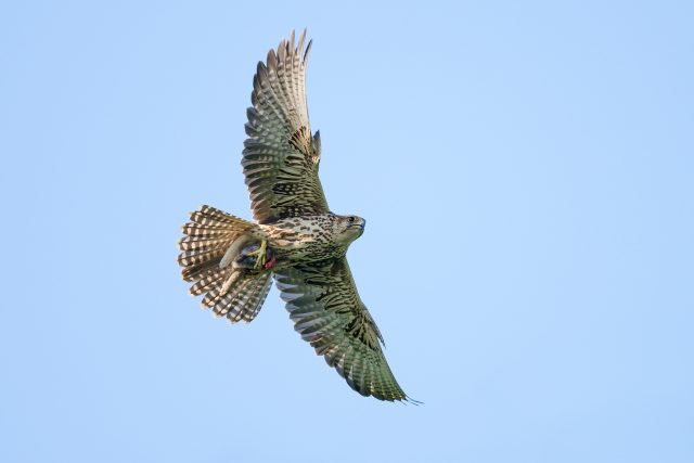 Raroh velký | foto: Pavel Štěpánek