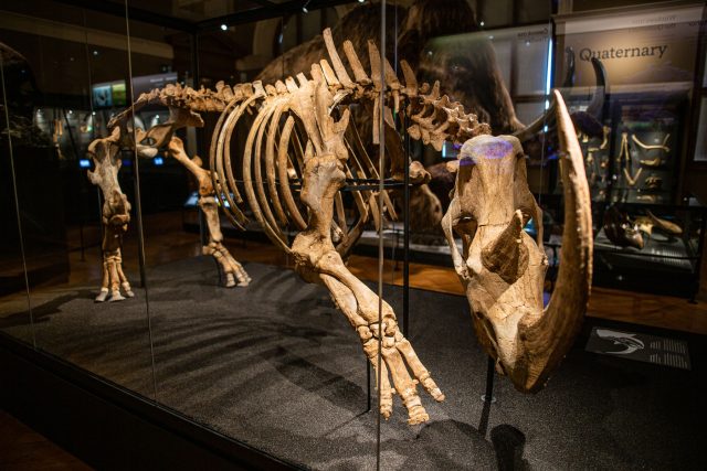 Kostra srstnatého nosorožce z expozice Národního muzea Okna do pravěku | foto: Národní muzeum Praha