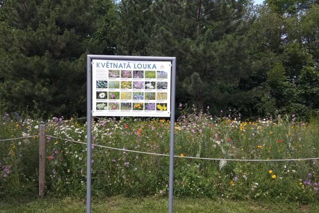 Na informačních cedulích si lidé přečtou,  jaké druhy rostli jsou na louce zasetyazeny | foto: Jana Vitásková,  Český rozhlas