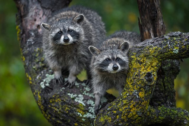 Mýval severní | foto: Shutterstock