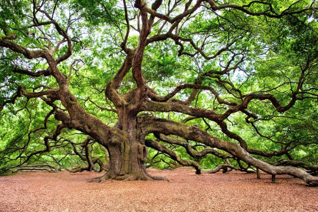 Dub je krásný strom | foto: Fotobanka Pixabay