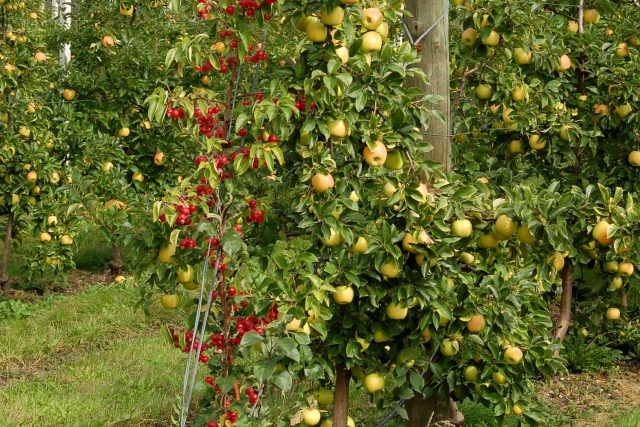 Štíhlé vřeteno odrůdy Opál s opylovačem,  botanickou  (okrasnou) jabloní | foto: Ivan Dvořák