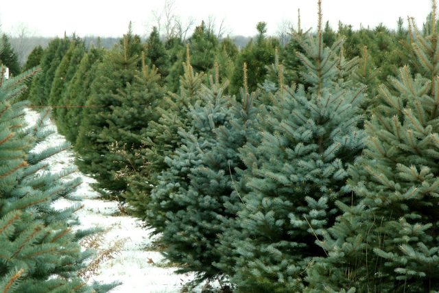 Vánoční stromky | foto: Shutterstock