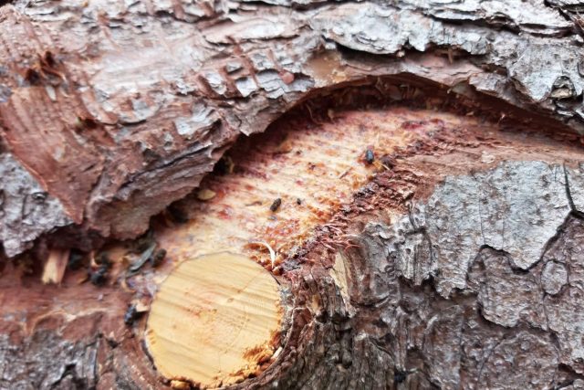 Smrkové dřevo napadené kůrovcem | foto: Šárka Škapiková,  Český rozhlas