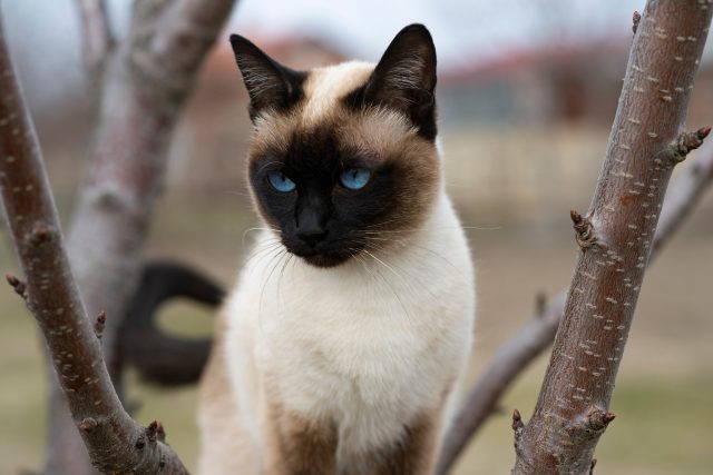 Siamská kočka s vámi ráda pojede i na chatu | foto: Profimedia