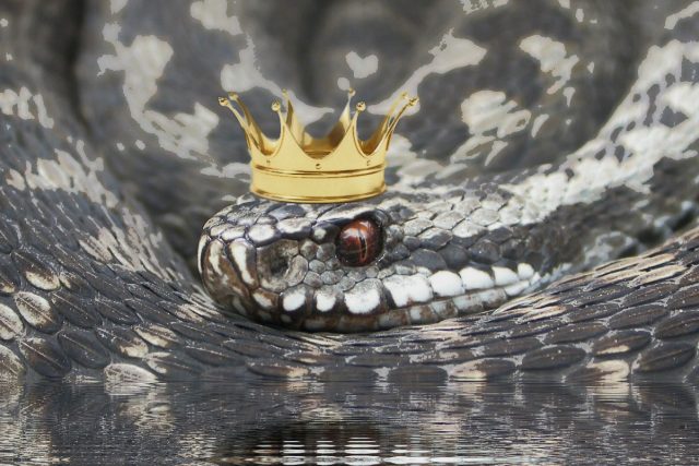 Hadí královna - ilustrace k pověsti | foto: Dagmar Cestrová,  Český rozhlas