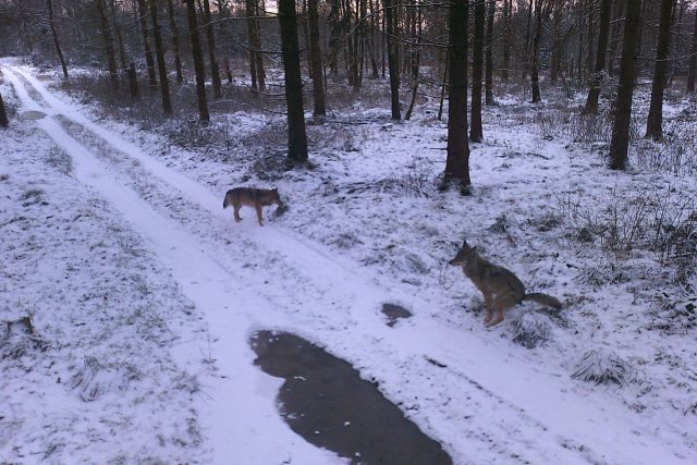 Ve Šluknovském výběžku už se pohybuje kolem 20 vlků | foto: Lukáš Žák