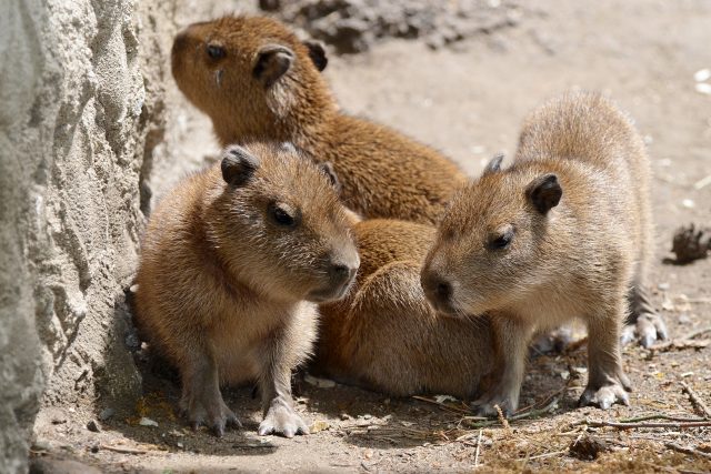 Kapybary vodní v děčínské zoo | foto: Zoo Děčín
