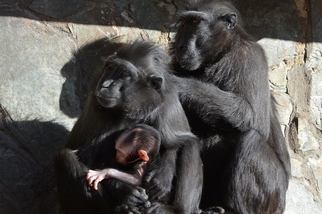 Makakové chocholatí v děčínské zoo | foto: Zoo Děčín