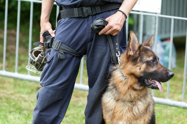 Policejní psovod s německým ovčákem  (ilustr. foto) | foto: Profimedia