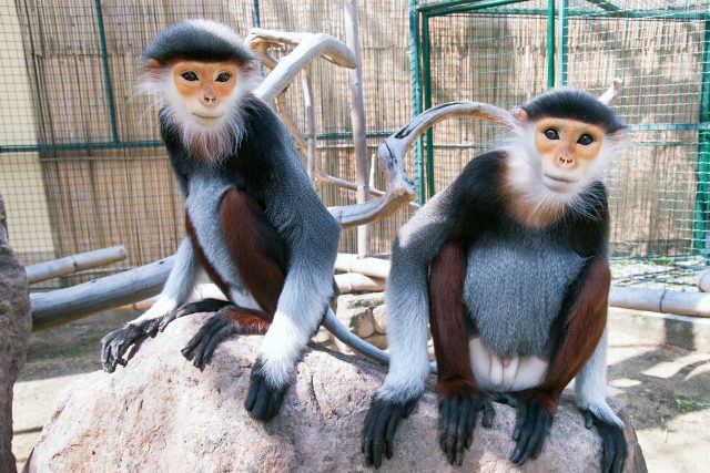 Opice v zoo  (ilustr. obr.) | foto: Karolina Dufková