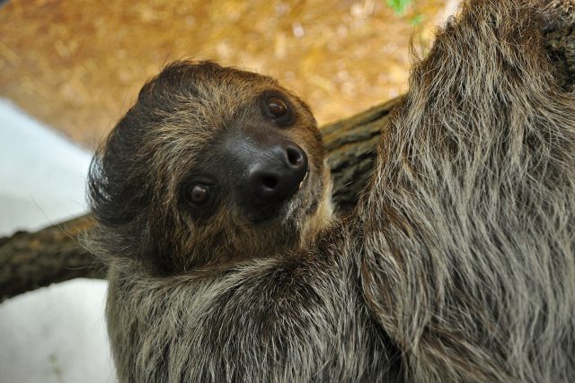 Lenochod dvouprstý | foto: Zoo Děčín