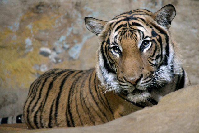 Tygr malajský | foto: Nikola Roštejnská,  Zoo Ústí nad Labem