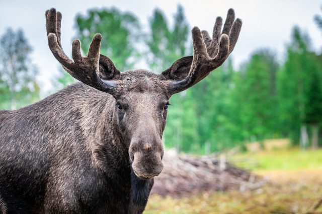 Los evropský | foto: Shutterstock