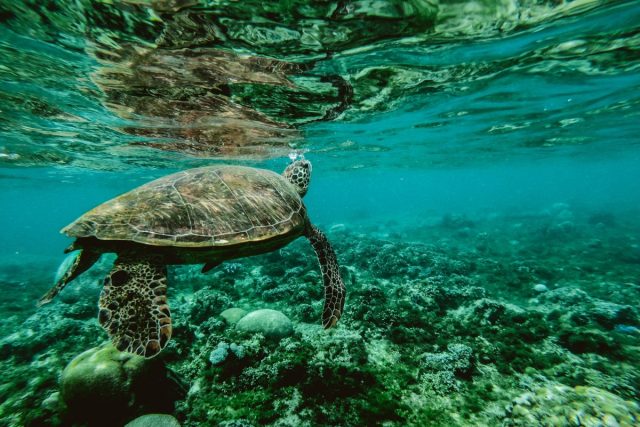 Mořská želva | foto: pxphere,  CC0 1.0
