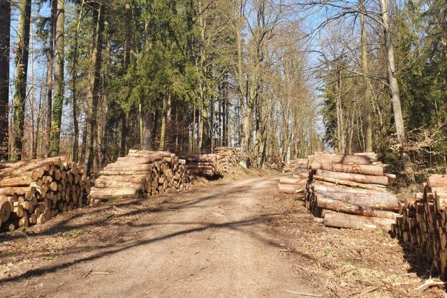 V tuzemských lesích dochází odpadní dřevo,  které je vhodné k energetickému využití  (ilustrační foto) | foto: Anna Vrhelová,  Český rozhlas