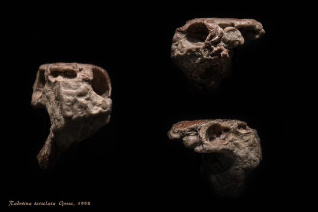 Fosilní pozůstatky raného čelistnatce Radotina tesselata z Koněprus | foto: Vít Lukáš,  Národní muzeum Praha