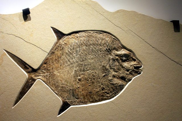 Fosilie objevené v Severní Dakotě pomohly vědcům identifikovat několik do té doby zcela neznámých druhů ryb  (ilustrační foto) | foto: Pixnio,  CC0 1.0