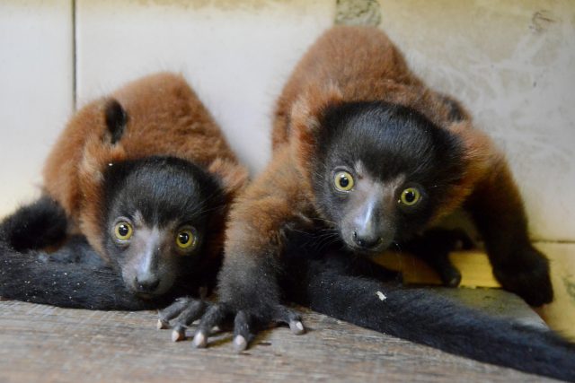 Dvojčata lemurů vari červených v děčínské zoo | foto: Zoo Děčín