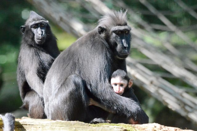 Mládě makaka chocholatéto s matkou v děčínské zoo | foto: Zoo Děčín