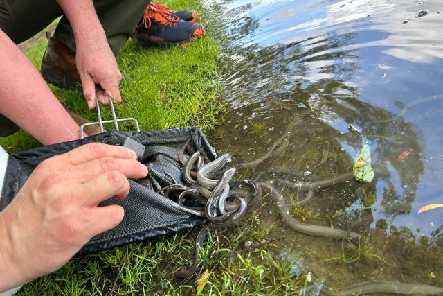 Rybáři na severu Čech vysadili 50 000 úhořů říčních | foto: Lucie Heyzlová,  Český rozhlas