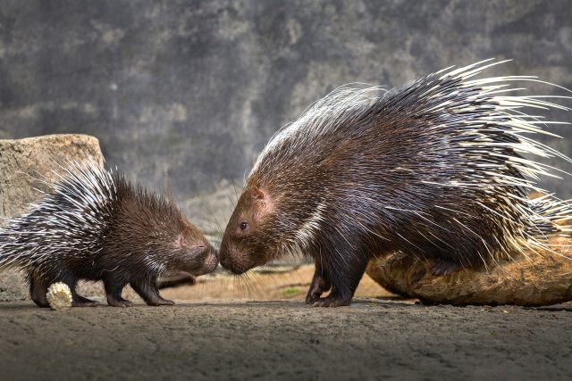 Rodinka dikobrazů | foto: Shutterstock