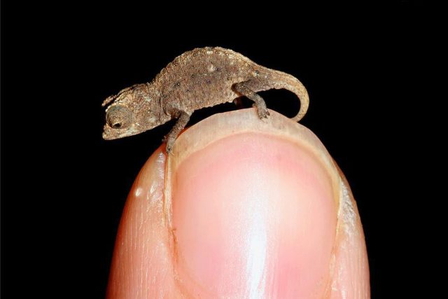 Miniaturní chameleon Brookesia micra  (na snímku) byl objeven v roce 2012 na ostrově Nosy Hara u severozápadního pobřeží Madagaskaru. Nově objevený druh Brookesia nana je ještě menší | foto: Profimedia