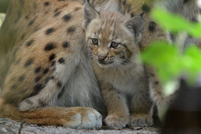 Mládě rysa ostrovida v děčínské zoo | foto: Zoo Děčín