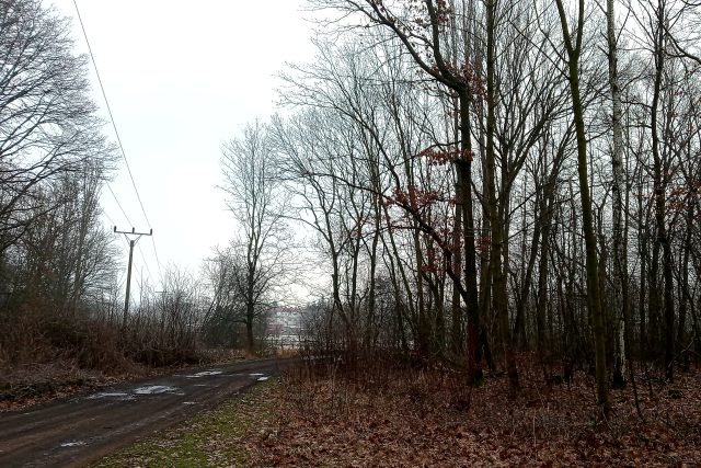 Panský les,  označené stromy půjdou pryč,  říká Jan Fiedler | foto: Jana Vitásková,  Český rozhlas