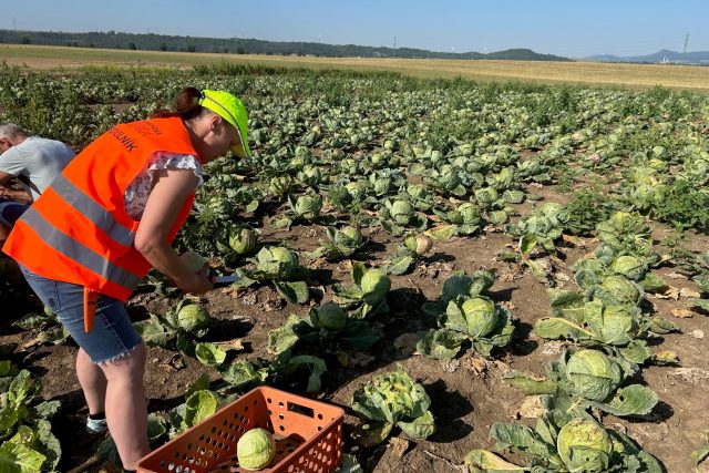 Paběrkování v Keblicích na Litoměřicku | foto: Lucie Heyzlová,  Český rozhlas