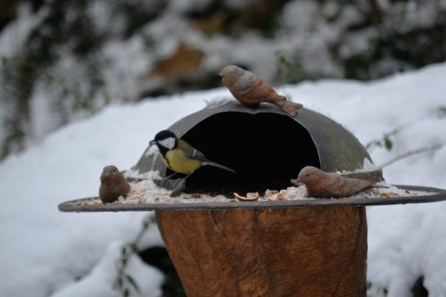 Ústecká zoo pečuje také o volně žijící ptáky | foto: Zoo Ústí nad Labem