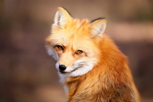 Řeznický pomocník čekal toto zvíře,  viděl ale něco jiného | foto: Shutterstock