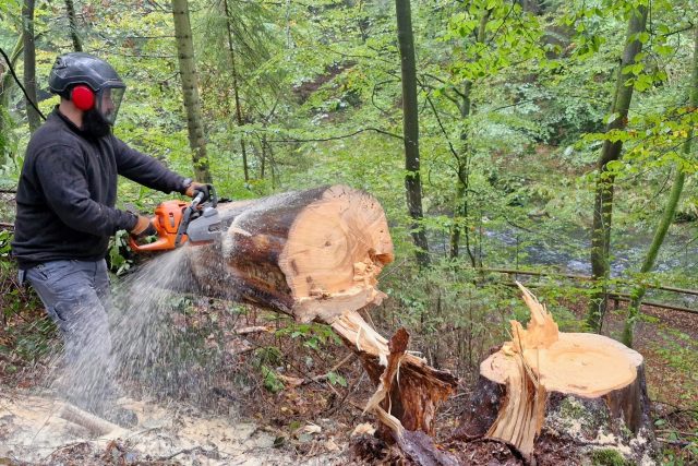 Na cestě do Edmundovy soutěsky v Hřensku začali dřevorubci kácet nebezpečné stromy | foto: Daniela Pilařová,  Český rozhlas